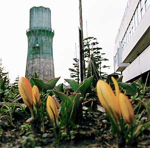 燕市文化会館の花壇でつぼみを膨らませるクロッカス