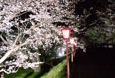 ライトアップされている分水町公園桜並木の満開の夜桜