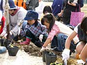 ヒメイワダレソウの植栽に熱中する児童