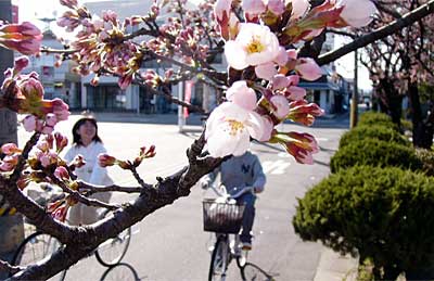 ほころび始めた三条市厚生福祉会館のソメイヨシノ