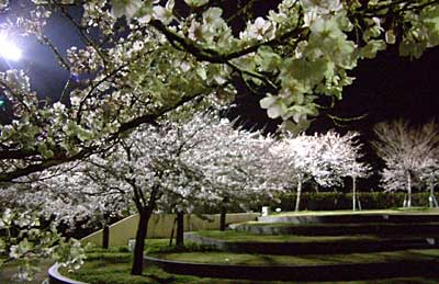 8日夜、すでに5分咲きから7分咲きとなった燕市中央公園のソメイヨシノ