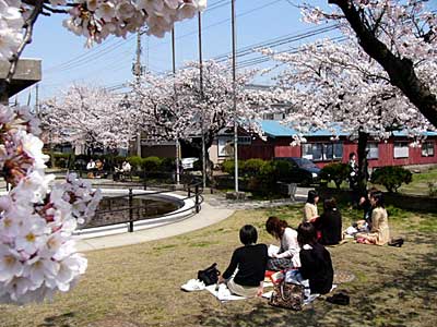 三条市厚生福祉会館、お昼休みをサクラの下で