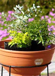 寄せ植えコンテストで配布する苗と鉢