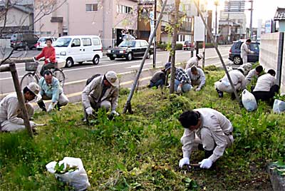 草取りのボランティアを行う燕市職員