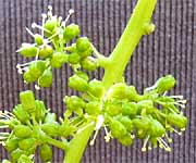 ブドウの花穂のクローズアップ