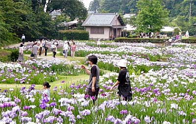 数え切れないほど咲くハナショウブの花の間を縫って歩く花見客
