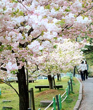 弥彦公園で今まさに満開のヤエザクラ