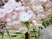 弥彦公園で満開のヤエザクラ