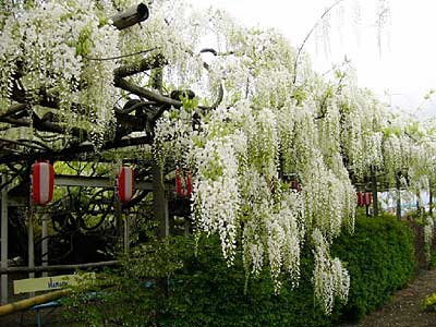見ごろを迎えた燕・安了寺の「八王寺の白藤」