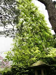 三条市丸井今井邸のフジ