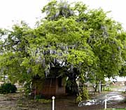 三条市井栗の「万葉の藤」