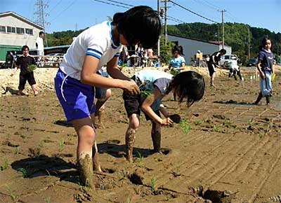 県央研究所が行った子どもたちによる古代米の田植え