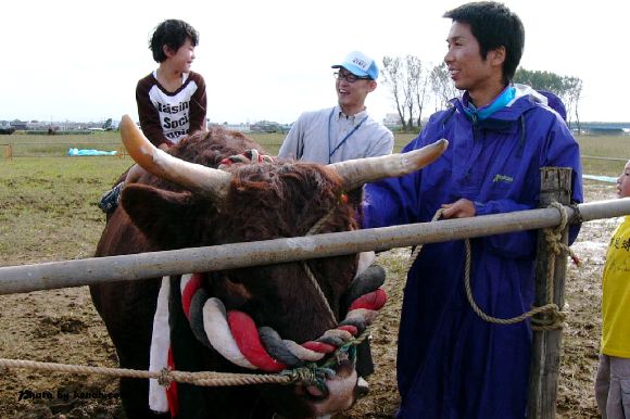 山古志牛とのふれあい