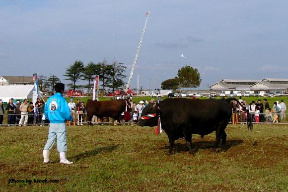 旧競馬場で角突き、凧揚げなど