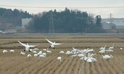 三条市栄地区の田んぼに飛来しているハクチョウ