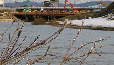 三条市神明町地内、五十嵐川河川敷で花穂を膨らませるネコヤナギ