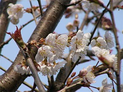 三条市横町1地内で八分咲きのサクランボ
