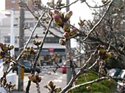 つぼみを膨らませる三条市厚生福祉会館のソメイヨシノ
