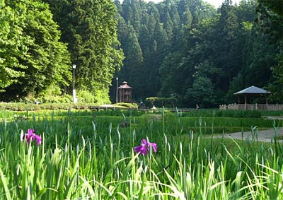 18日から7月2日まで花菖蒲まつりが開かれるしらさぎ森林公園