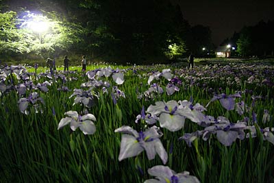 29日夜、しらさぎ森林公園の花菖蒲園のライトアップ