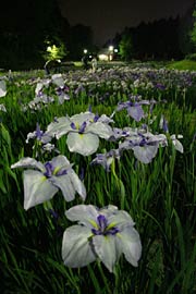 夜のハナショウブも一興