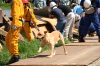倒壊建物・瓦礫からの救出救護訓練の災害救助犬