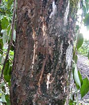 カキの木に残るクマのつめあと