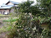 写真手前はクマが倒したカキの木、奥は松崎さんの住宅で目と鼻の先
