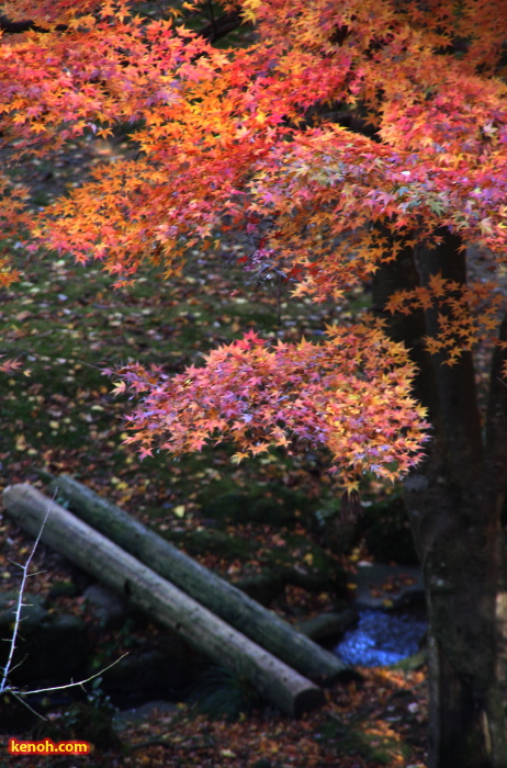 弥彦公園の紅葉