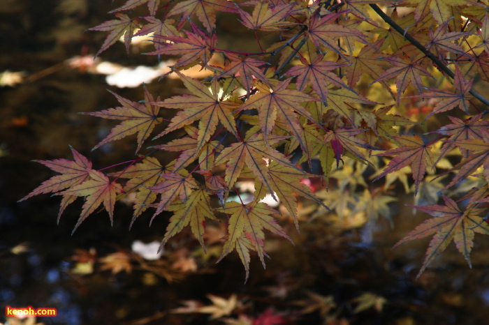 もみじ谷のわずかに木にだけ残る紅葉