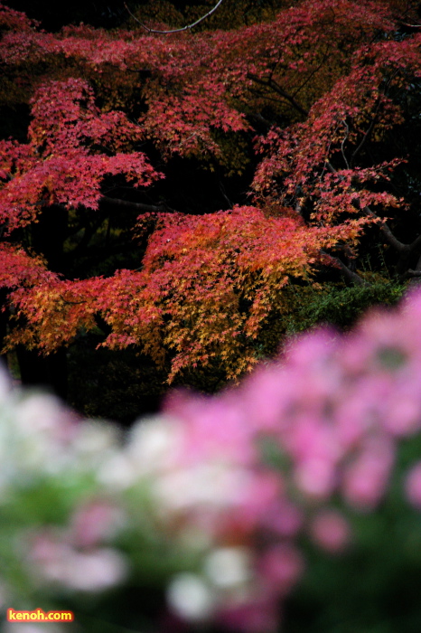 弥彦駅側からもみじ谷へ向かう通路を飾る数咲きのキクと紅葉