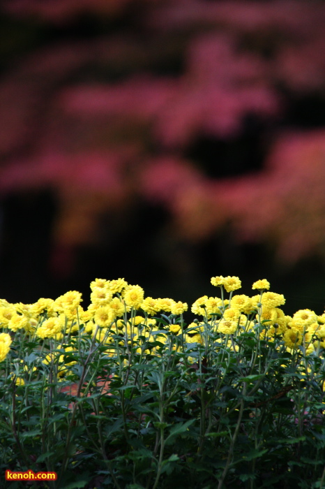 弥彦駅側からもみじ谷へ向かう通路を飾る数咲きのキクと紅葉