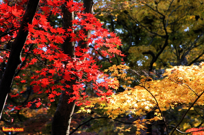 弥彦公園の紅葉