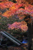 弥彦公園の紅葉