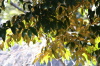 葉の表の緑、裏の黄のコントラストが美しいシイの木
