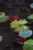 池の底へ沈みゆく落葉
