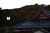 弥彦駅舎とその背景を彩る紅葉