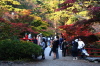 弥彦公園もみじ谷の紅葉