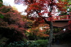 弥彦公園もみじ谷の紅葉