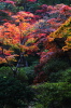 弥彦公園もみじ谷の紅葉