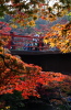 弥彦公園もみじ谷の紅葉