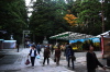 11月1日からの菊まつりを前にキクの搬入が始まった弥彦神社