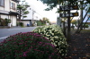 弥彦公園のテニスコート側入口を飾るキクの数咲き