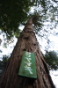 公園内のいたるとこにある悠仁さまのお印、コウヤマキの大木