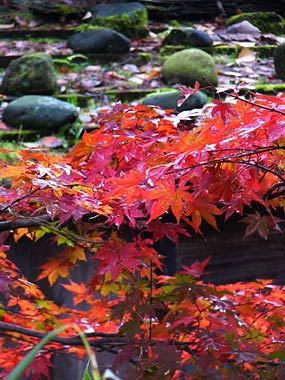 諸橋博士の生家裏の紅葉のモミジと石屋根のコケが織りなす赤尾と緑の秋のコントラスト