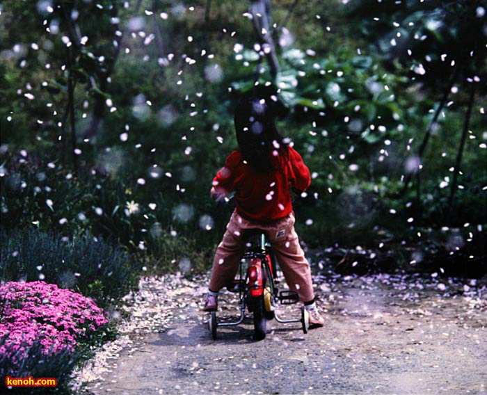 山田健一「花吹雪」