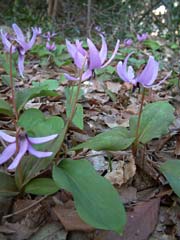 カタクリの花