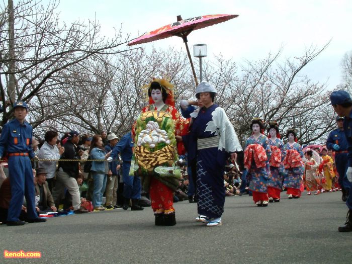 大河津分水・桜並木