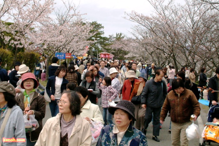 大河津分水・桜並木