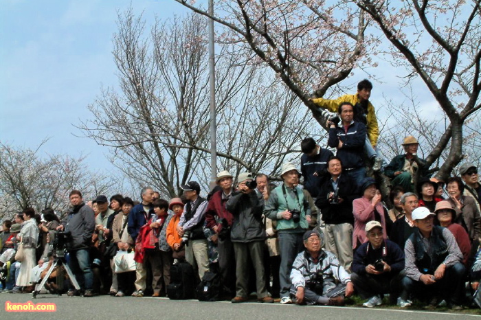 大河津分水・桜並木